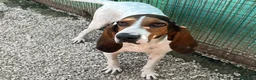 Meticcio cani in regalo: ADOTTACI - Annuncio 7