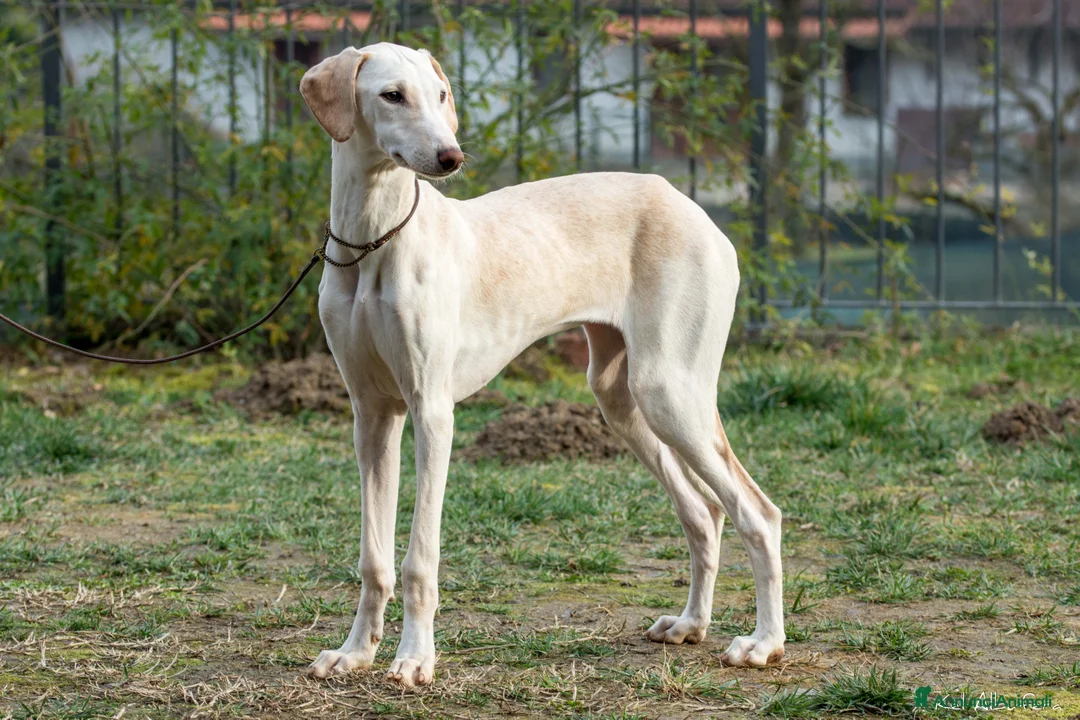 Levriero cani in vendita: Cucciola azawakh (levriero dei tuareg) - Annuncio 2