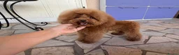 Barboncino Toy cani in vendita: Barboncino toy - Annuncio 2