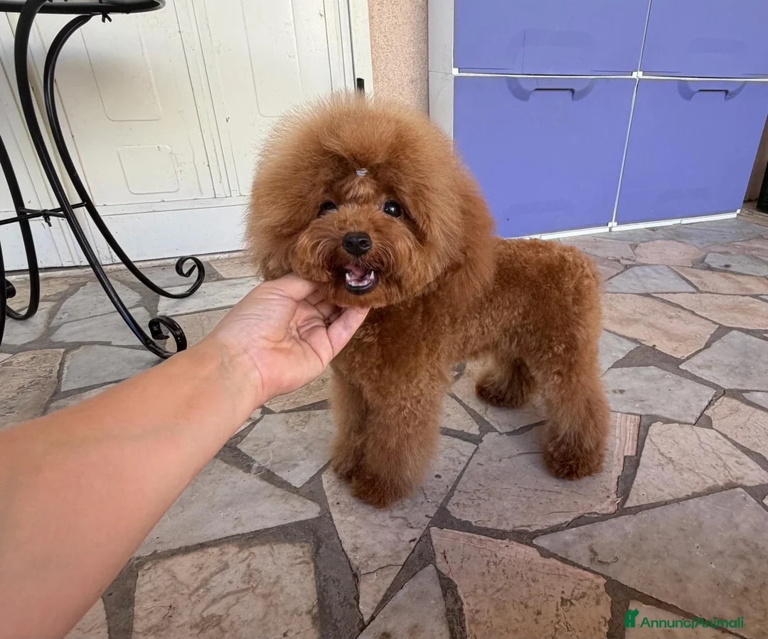 Barboncino Toy cani in vendita: Barboncino toy - Annuncio 2
