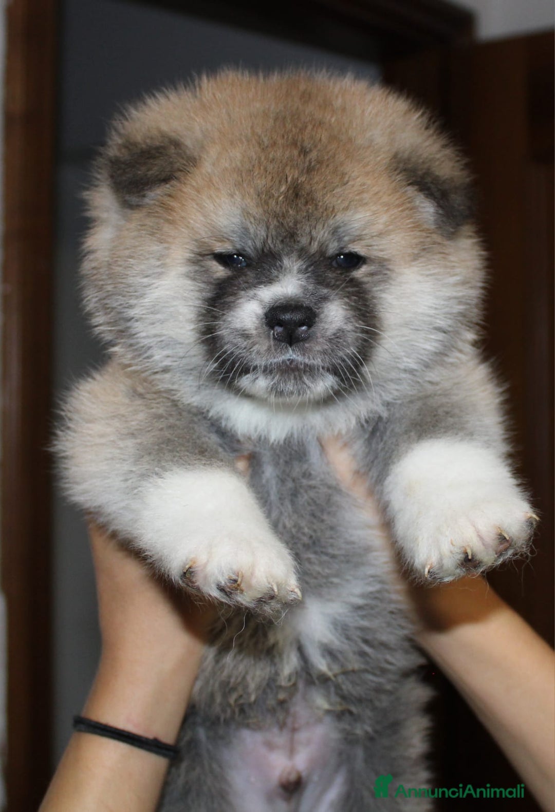 Akita Inu cani in vendita: CUCCIOLI AKITA INU LOMBARDIA  a Province of Como - Immagine 14