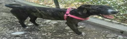 Meticcio cani in regalo: Taglia piccola, 6 mesi scarsi  - Annuncio 3