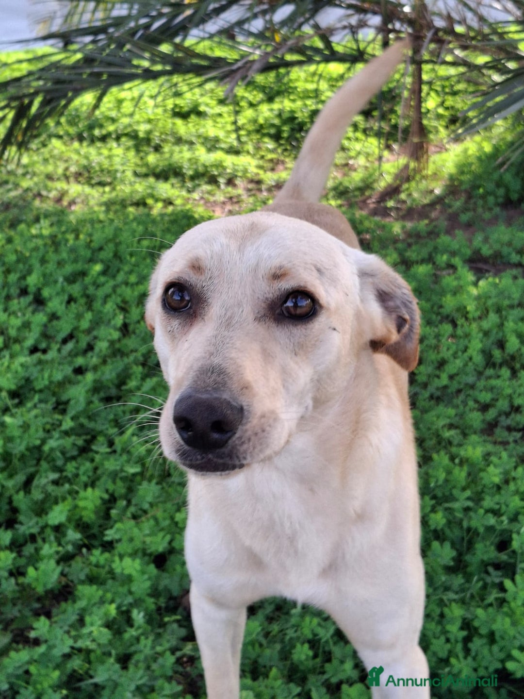 Meticcio cani in regalo: OLLY 💙 - irresistibile cucciolone taglia media 🤩 - Annuncio 6