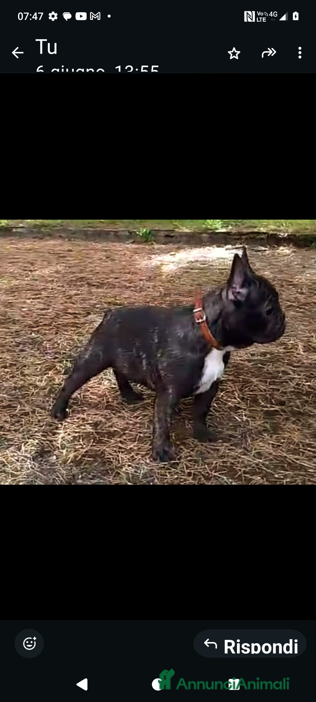 Bulldog Francese cani in vendita: Bellissimi cuccioli di bouledogue francese  a Provincia di Massa e Carrara - Immagine 6