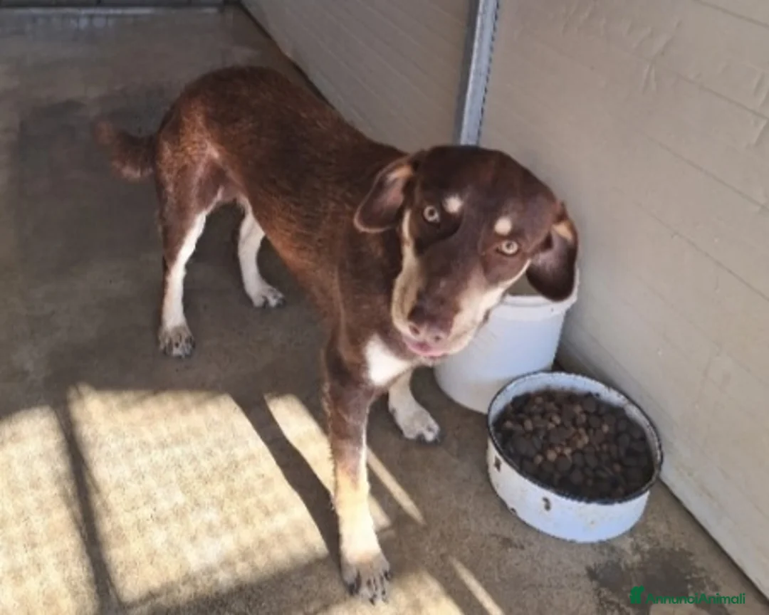 Meticcio cani in regalo: Tommy 2anni nocciola/crema occhi ambra CALABRIA  - Annuncio 2