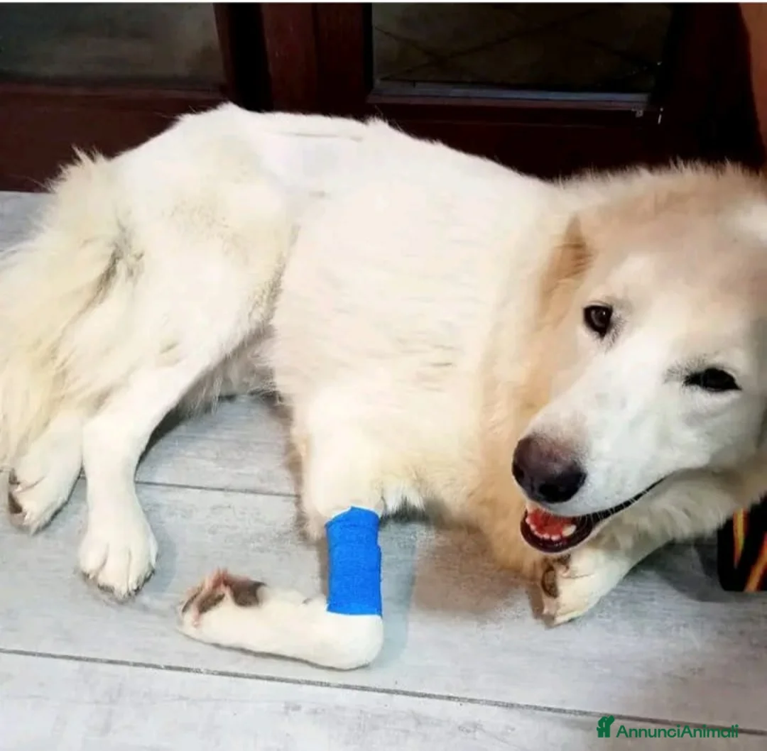 Pastore Maremmano cani in regalo: Maremmano giovane vive in piccolo spazio.CALABRIA a Città metropolitana di Milano - Annuncio 3