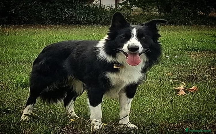 Border Collie cani a Provincia di Perugia - Annuncio 1