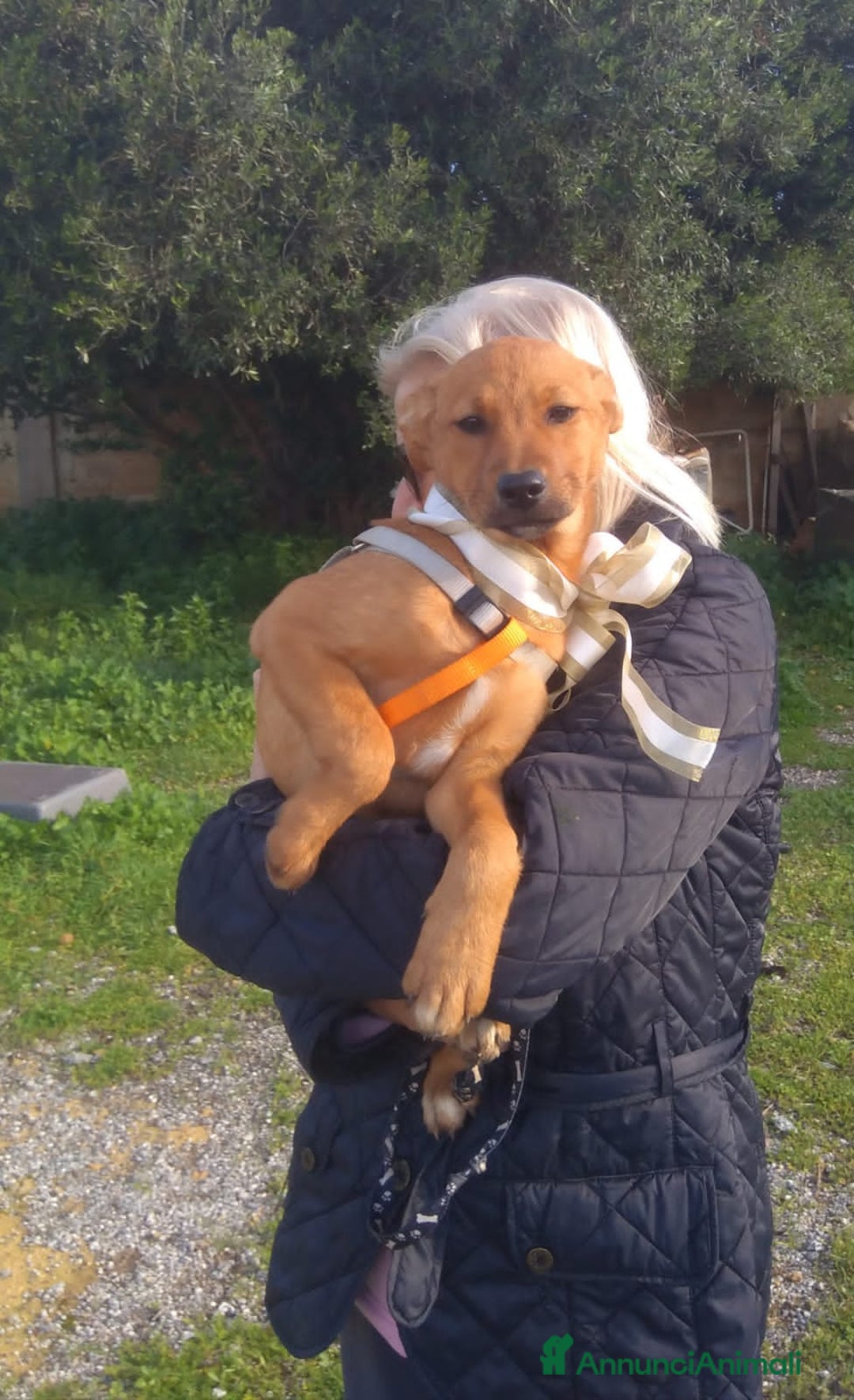 Altre razze cani in regalo: luna e lucilla - Annuncio 2