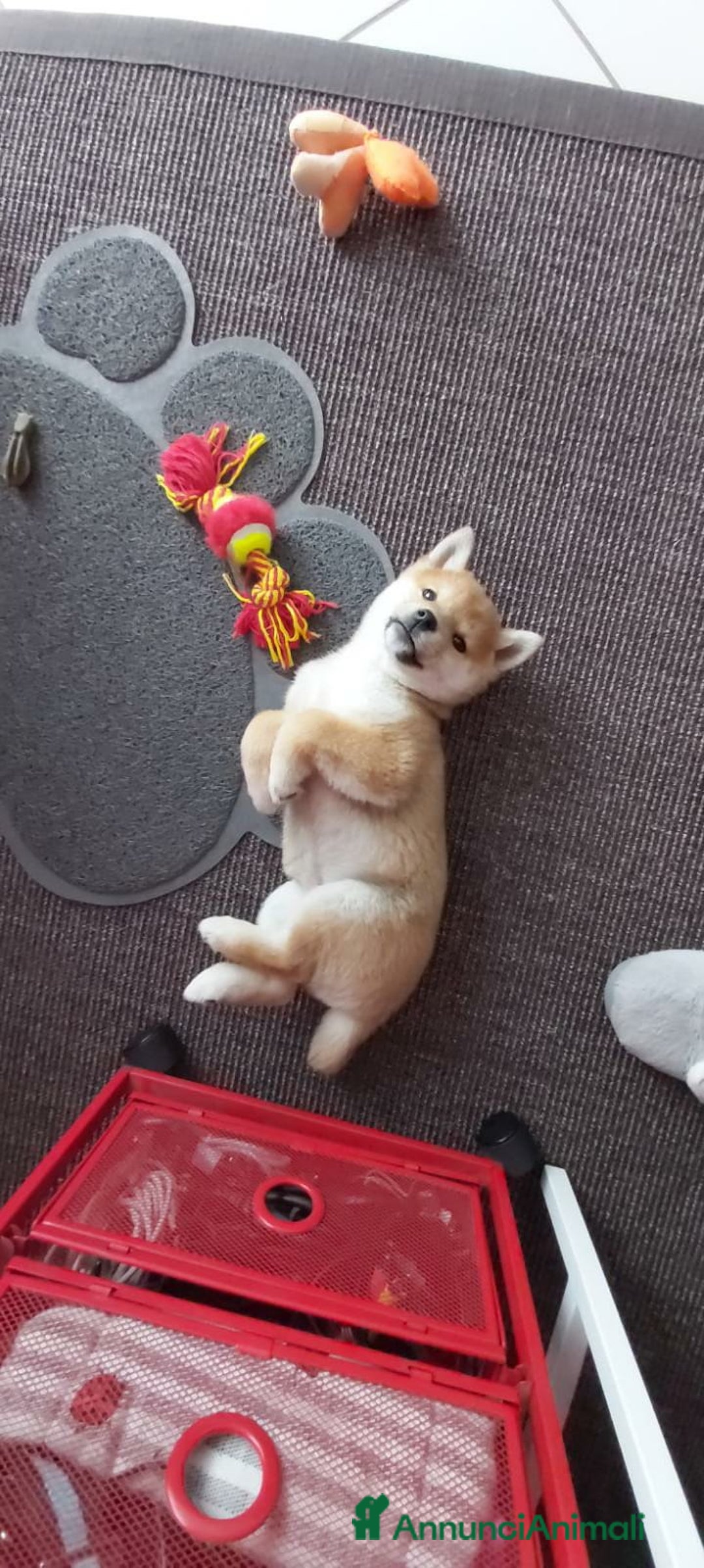 Immagine della galleria {{count}}