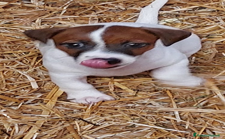 Jack Russell cani - Annuncio 13