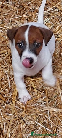Jack Russell cani - Annuncio 13