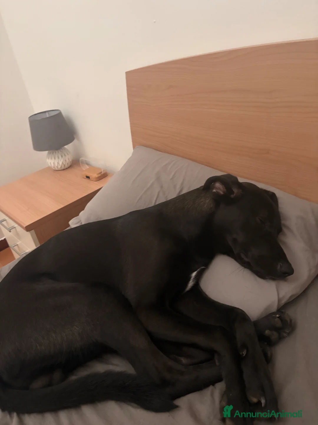 Meticcio cani in regalo: Regaliamo meticcio di 5 mesi a Provincia di Siena - Annuncio 2