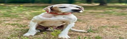 Pointer cani in regalo: VENTO abbandonato dal cacciatore a Pomezia - Annuncio 6