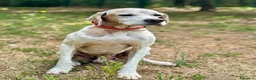 Pointer cani in regalo: VENTO abbandonato dal cacciatore a Pomezia - Annuncio 6