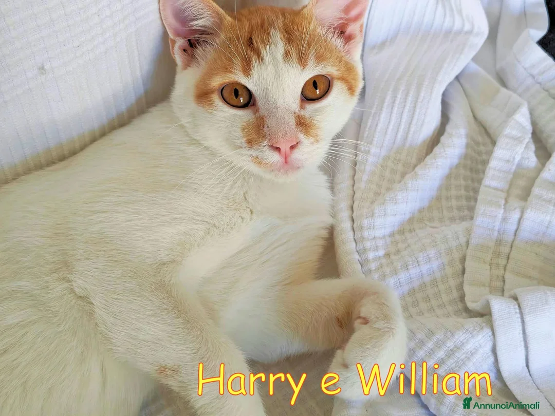 Europeo gatti in regalo: Harry & William stupendi fratellini cercano casa a Città metropolitana di Milano - Annuncio 1