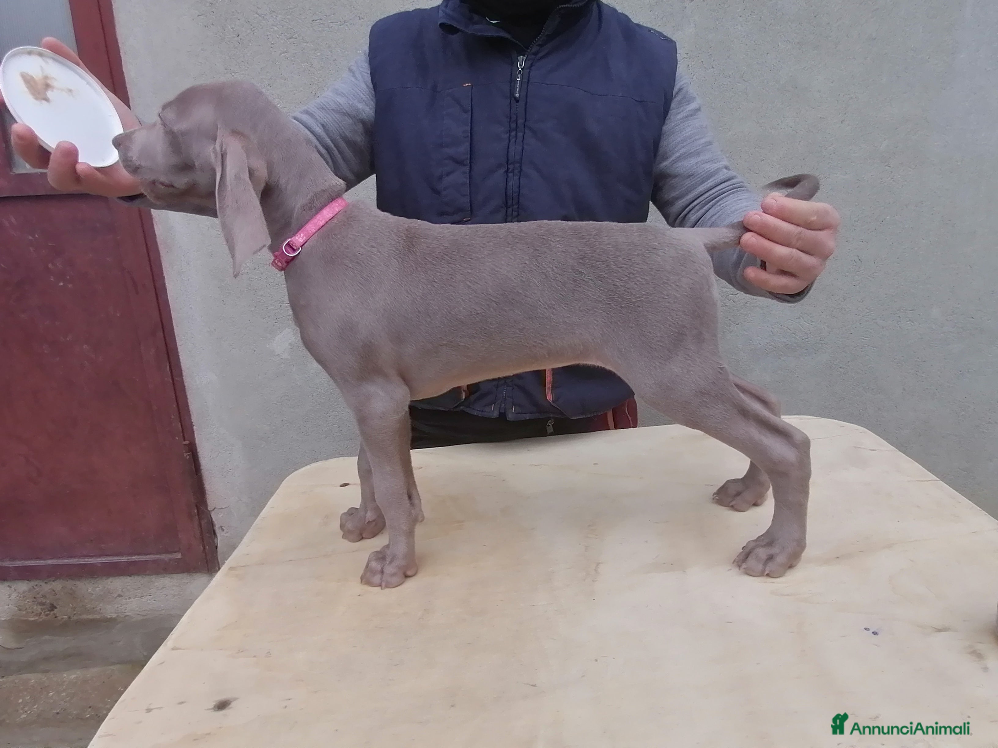 Weimaraner cani Cuccioli weimaraner  - Annuncio 1