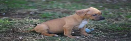 Pitbull cani in vendita: Cuccioli Pit Bull con Pedigree anche a rate - Annuncio 28
