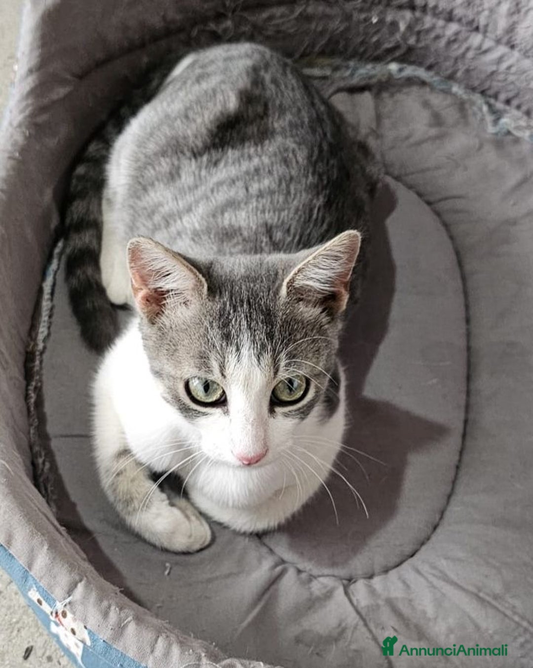 Europeo gatti in regalo: Micine simil certosina e tigrata cercano casa - Annuncio 6