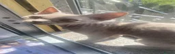 Devon Rex gatti in vendita: DEVON REX a Città metropolitana di Roma Capitale - Annuncio 3