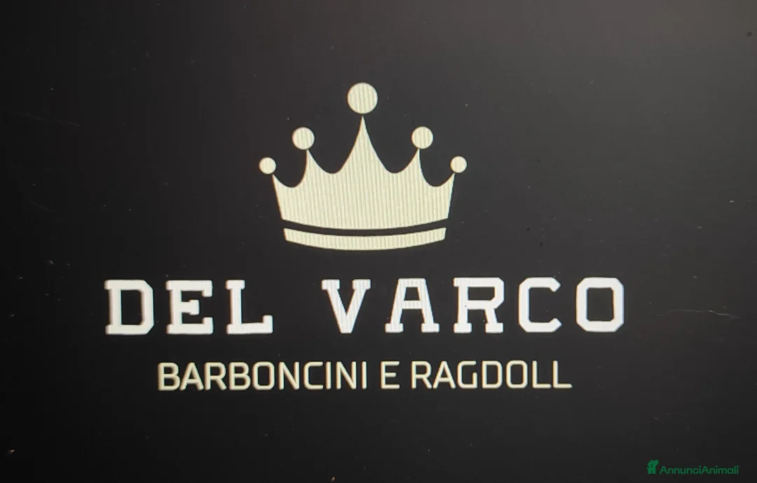 Barboncino cani in vendita: Barboncini nani con pedigree ENCI - Annuncio 2