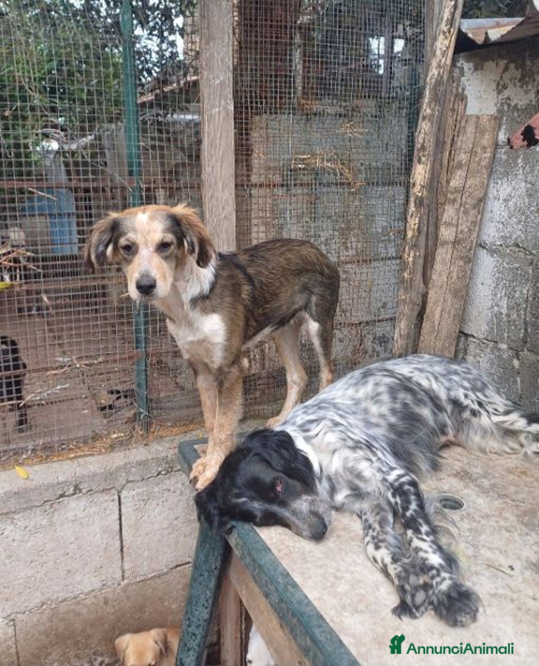 Meticcio cani in regalo: PERLA affettuosa e giocherellona - Annuncio 5