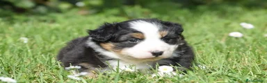 Australian Shepherd Cucciolo 3