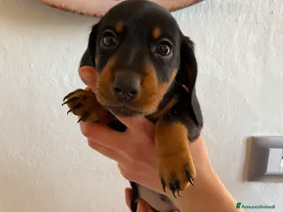 Bassotto cani Bassotto nano tedesco - Annuncio 4