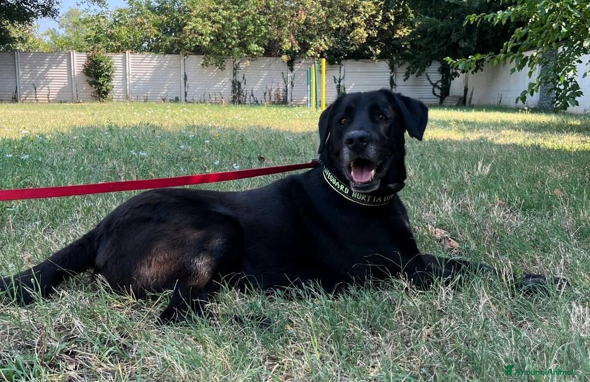 Meticcio cani ELIJA DOLCE LABRADOR - Annuncio 6