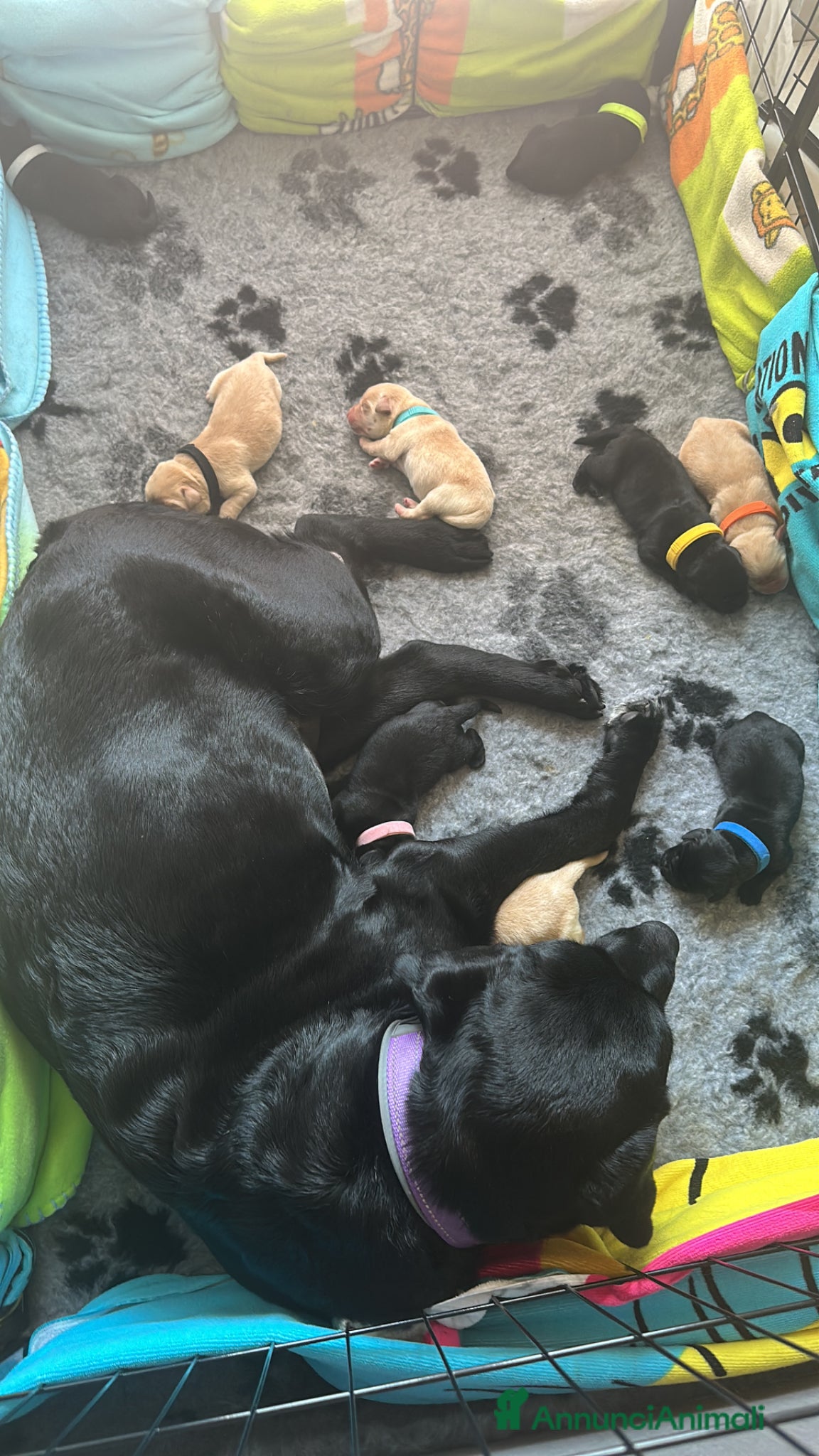Labrador cani Cuccioli di labrador - Annuncio 1