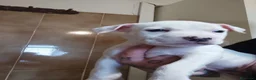 American Staffordshire cani in vendita: Cucciole di American Staffordshire Terrier  - Annuncio 5