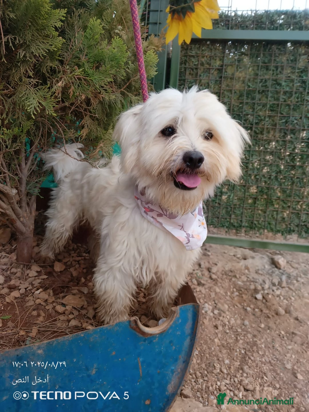 Maltese cani in regalo: Splendido maltese - DIEGO - Annuncio 6