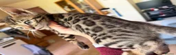 Bengala gatti in vendita: Cuccioli bengala  - Annuncio 5