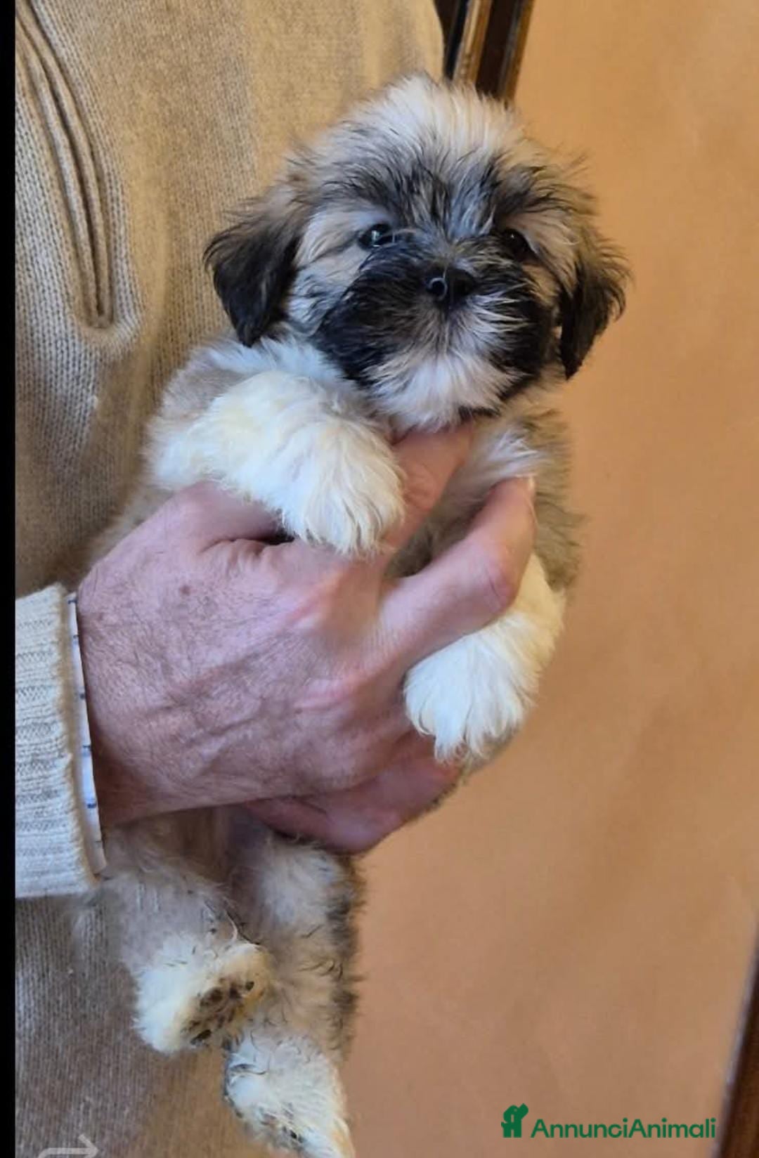 Lhasa Apso cani in vendita: Cuccioli maschi di Lhasa Apso - Annuncio 2