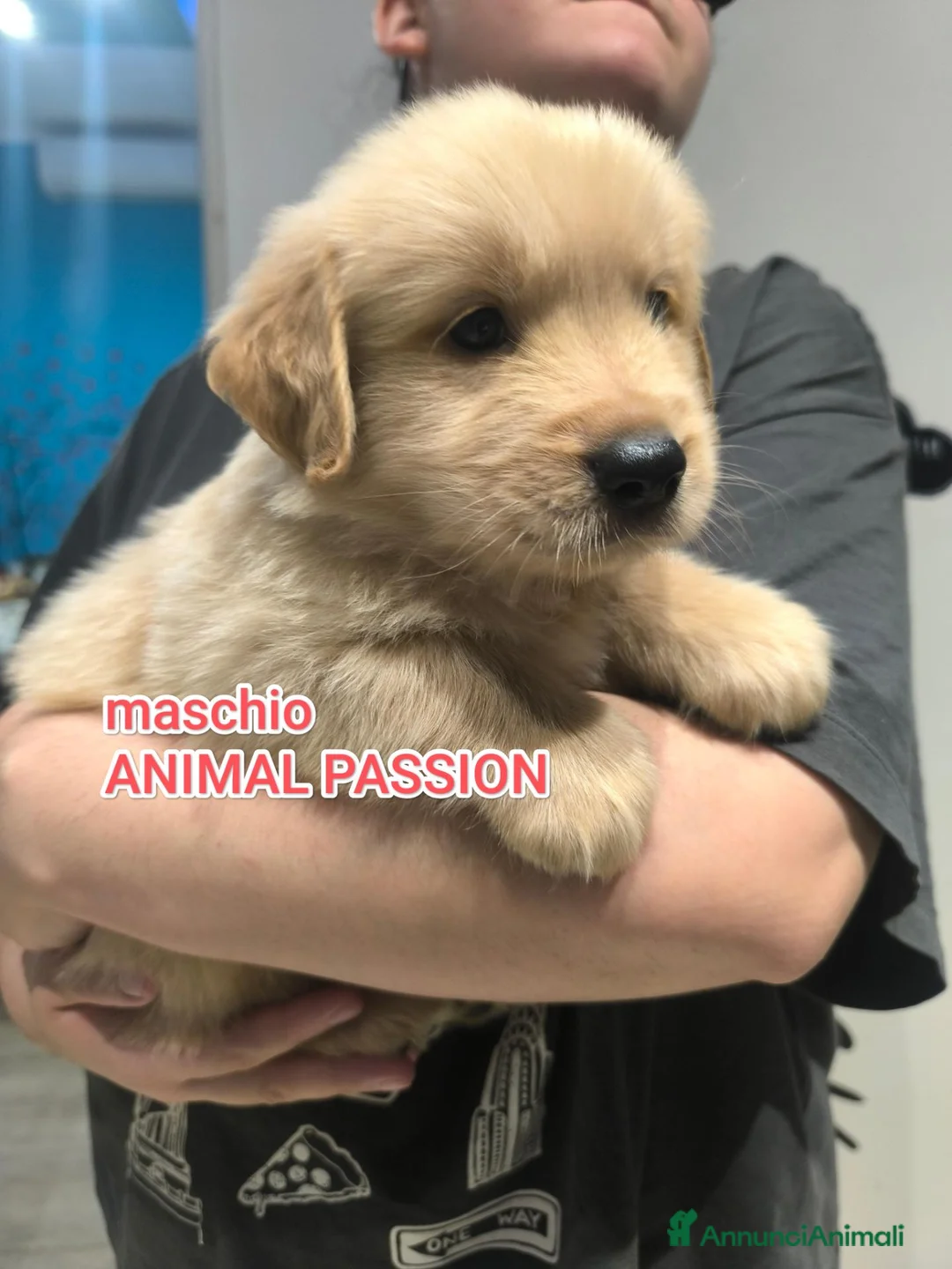 Golden Retriever cani in vendita: Golden retriever cucciolo maschio pedigree ENCI  - Annuncio 2