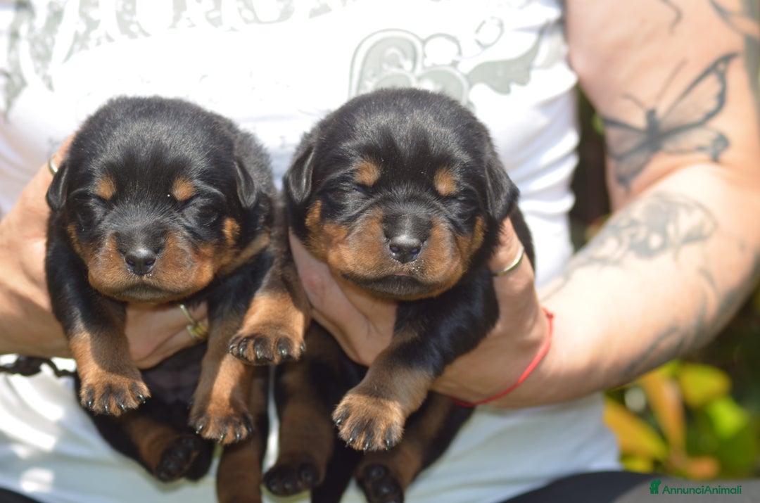 Rottweiler cani in vendita: Cuccioli maschi ROTTWEILER  a Metropolitan City of Turin - Immagine 15