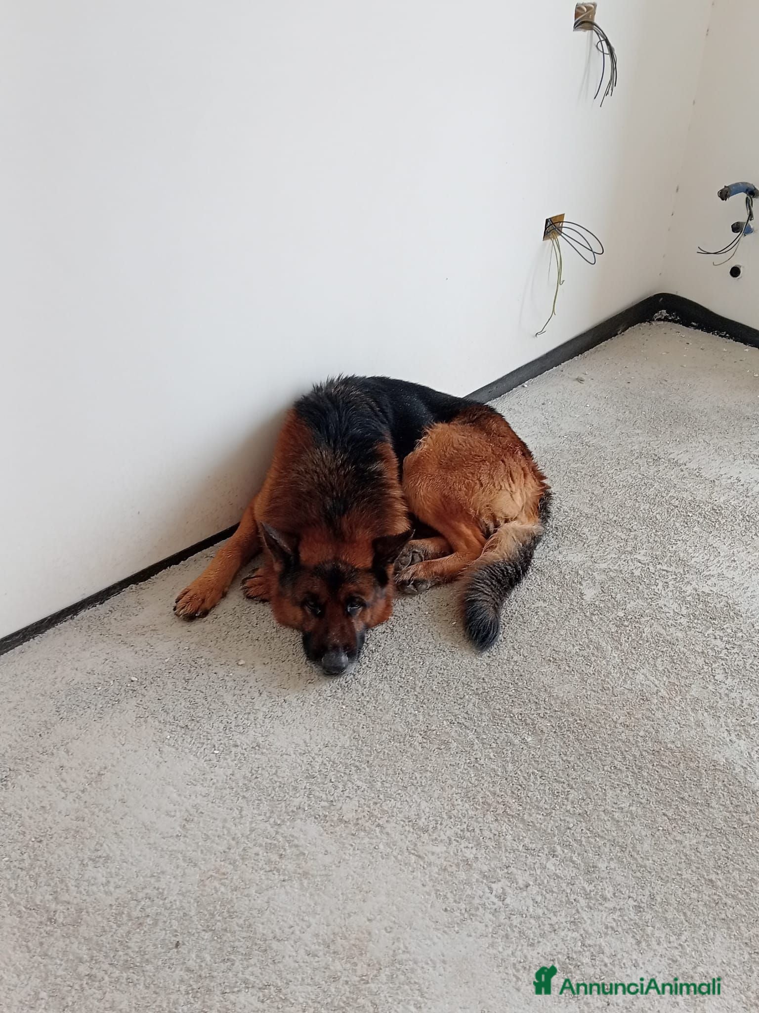 Pastore Tedesco cani Cuccioli pastore tedesco  - Annuncio 15