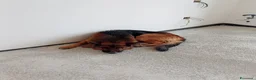 Pastore Tedesco cani in vendita: Cuccioli pastore tedesco  a Provincia di Lecce - Annuncio 2