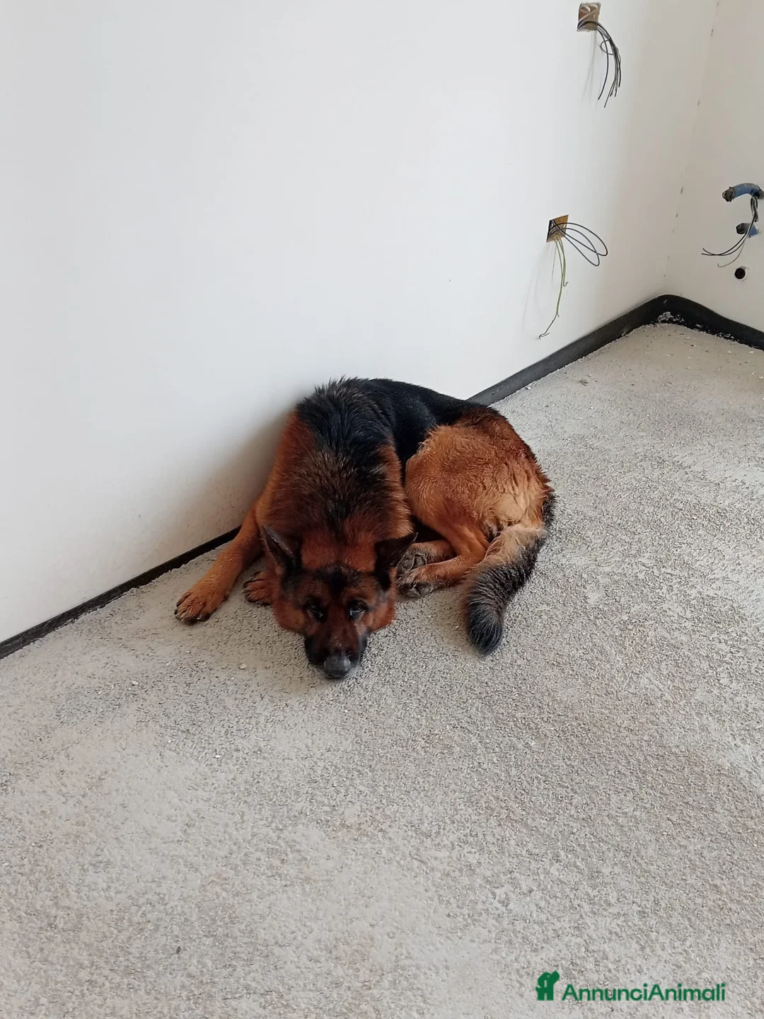 Pastore Tedesco cani in vendita: Cuccioli pastore tedesco  a Provincia di Lecce - Annuncio 2