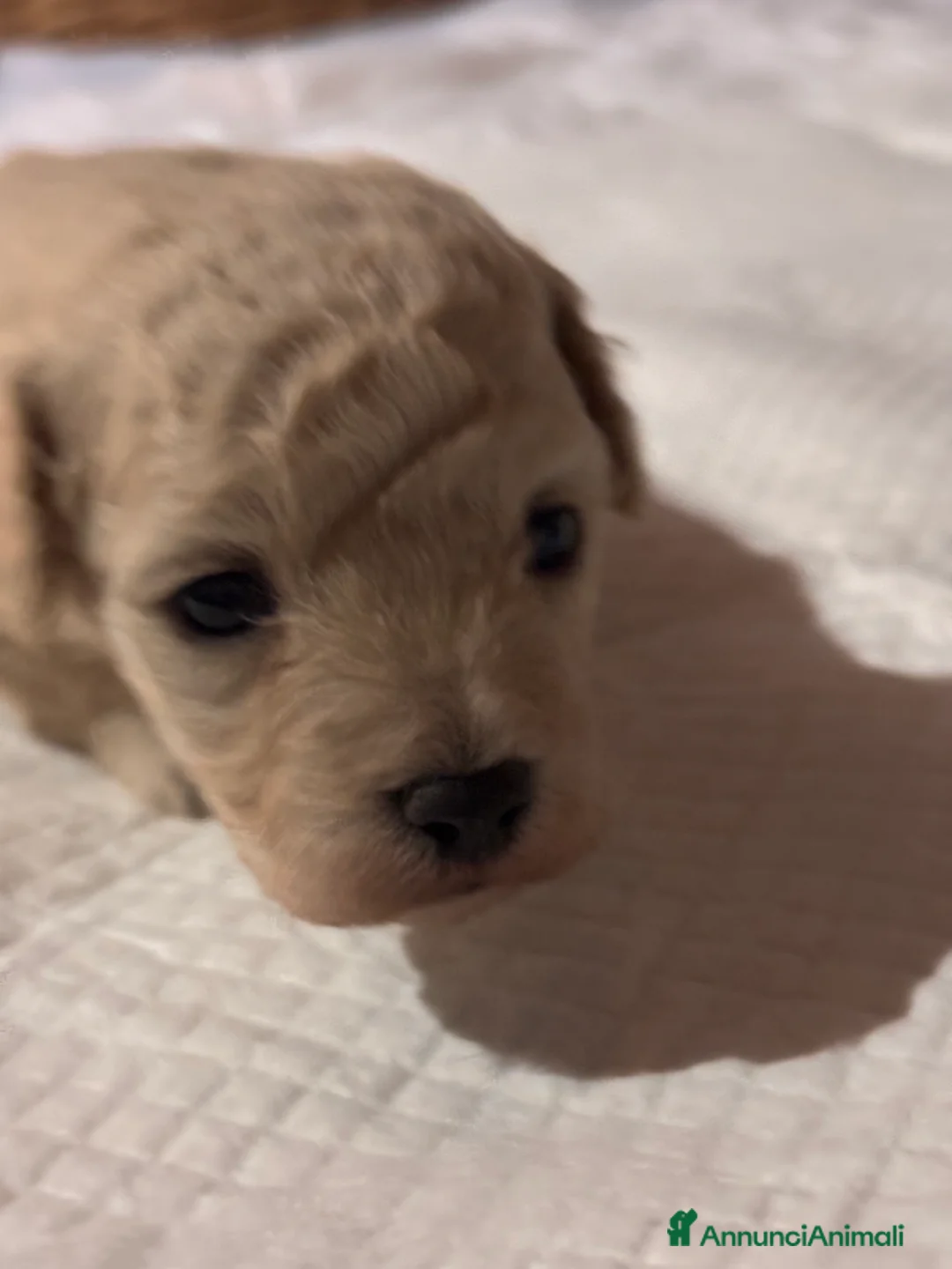 Barboncino cani in vendita: Cuccioli di Barboncino (info in descrizione) - Annuncio 7