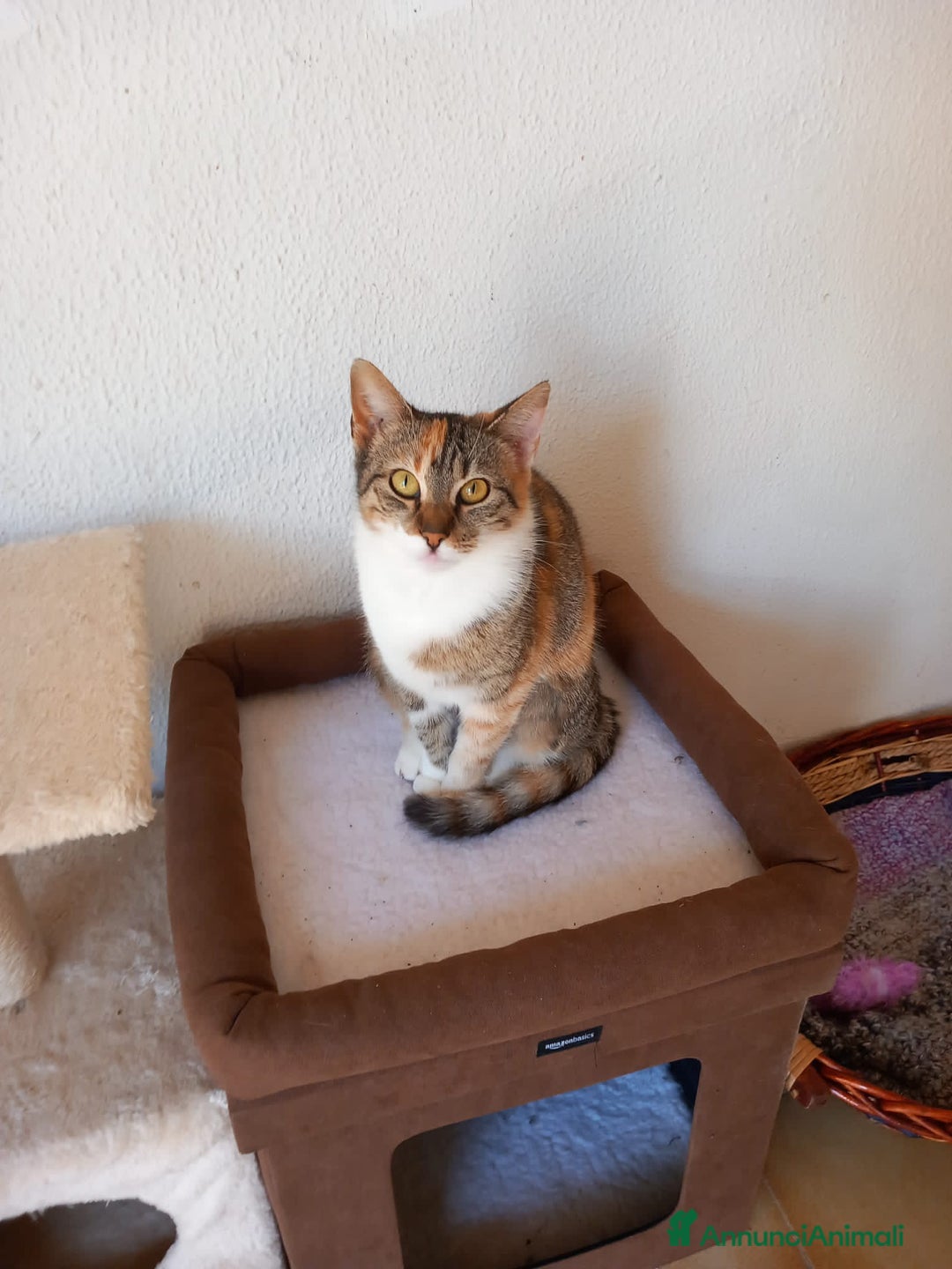 Europeo gatti in regalo: Gatta tricolore da adottare, KARINA ! - Annuncio 4