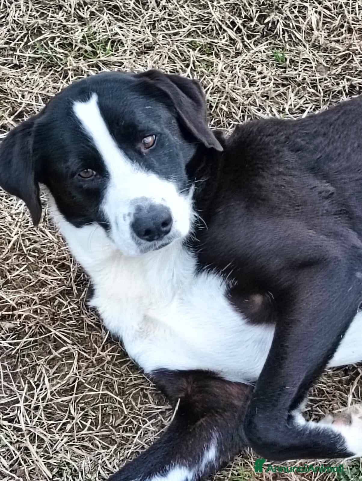 Meticcio cani in regalo: Leo aspetta da due anni e continua a sperare... - Annuncio 2