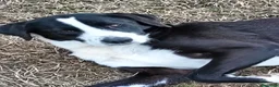 Meticcio cani in regalo: Leo aspetta da due anni e continua a sperare... a Provincia di Pavia - Annuncio 1