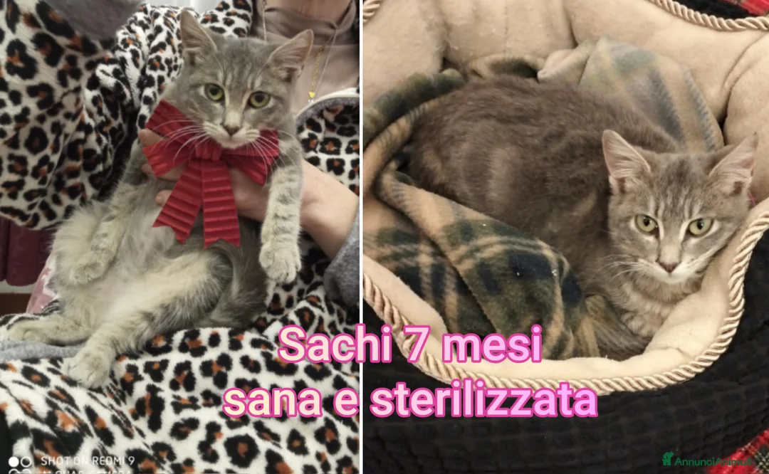 Altre razze gatti in regalo: ADOZIONI URGENTI PER QUESTI GATTINI  - Annuncio 5