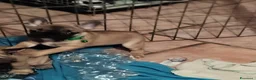 Bulldog Francese cani in vendita: Ultima cucciola di Bulldog francese cream - Annuncio 12