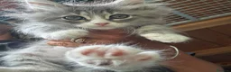 Siberiano gatti in vendita: cucciolo di gatto siberiano ipoallergico  - Annuncio 14