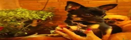Chihuahua cani in vendita: Chihuahua - Annuncio 1