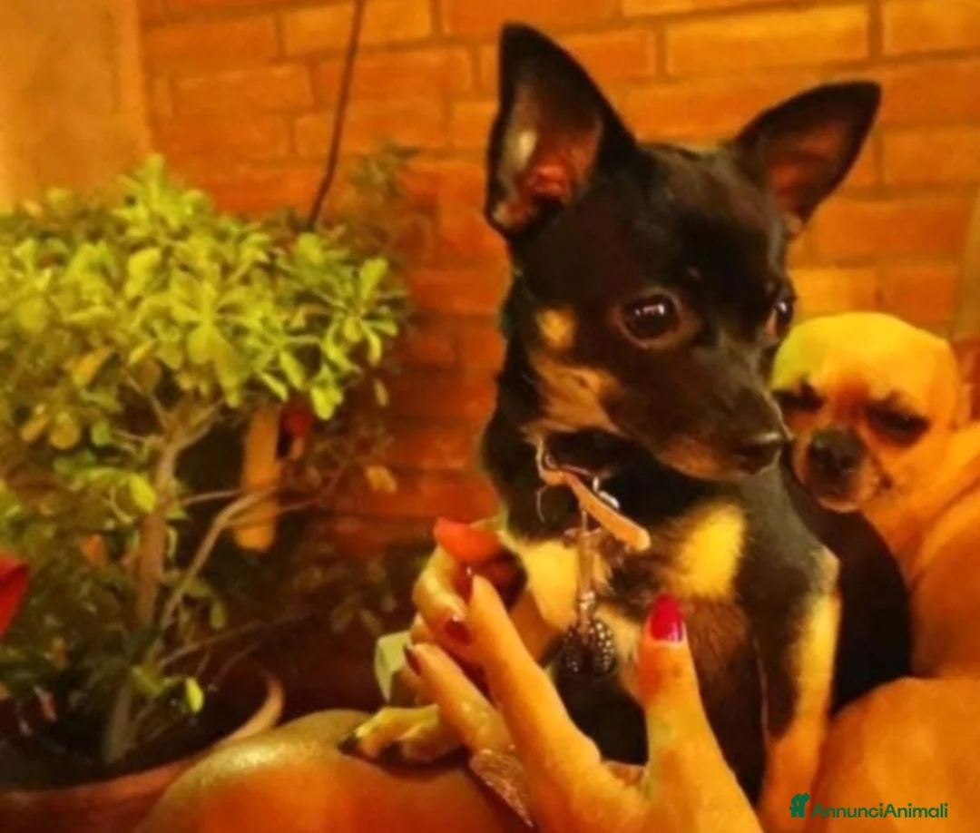 Chihuahua cani in vendita: Chihuahua - Annuncio 1