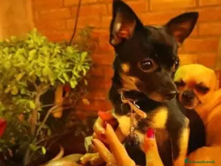 Chihuahua cani Chihuahua - Annuncio 5