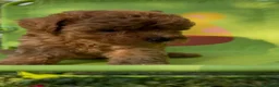 Barboncino cani in vendita: Barboncini❤️ - Annuncio 2