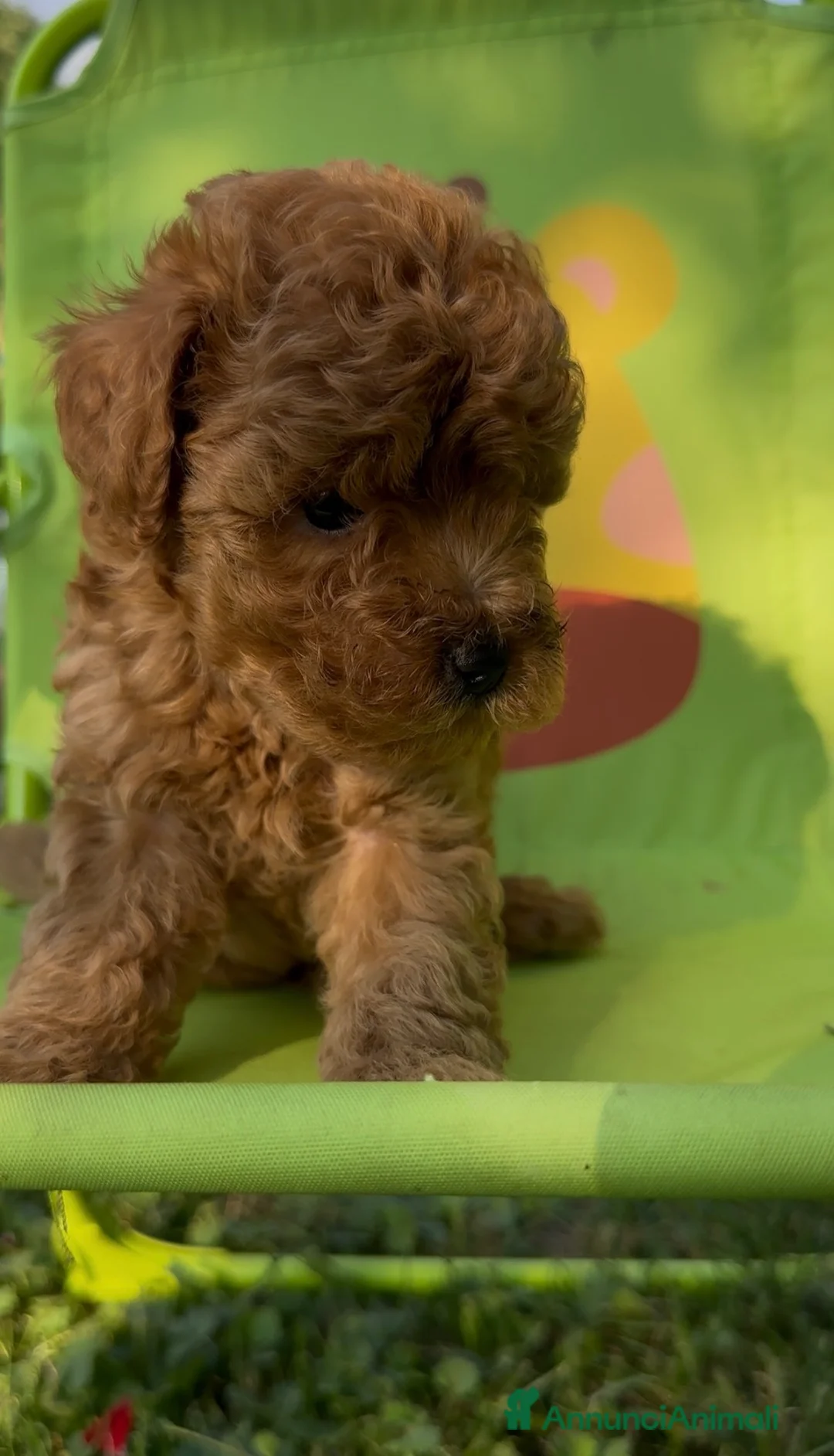 Barboncino cani in vendita: Barboncini❤️ - Annuncio 2